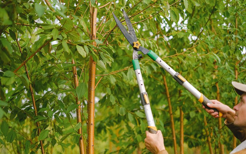 Tree trimming in Greeley, CO